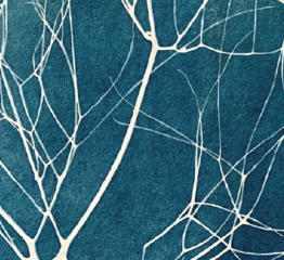 atelier-cyanotype-bleu-vandacipriano-262x240.pn
